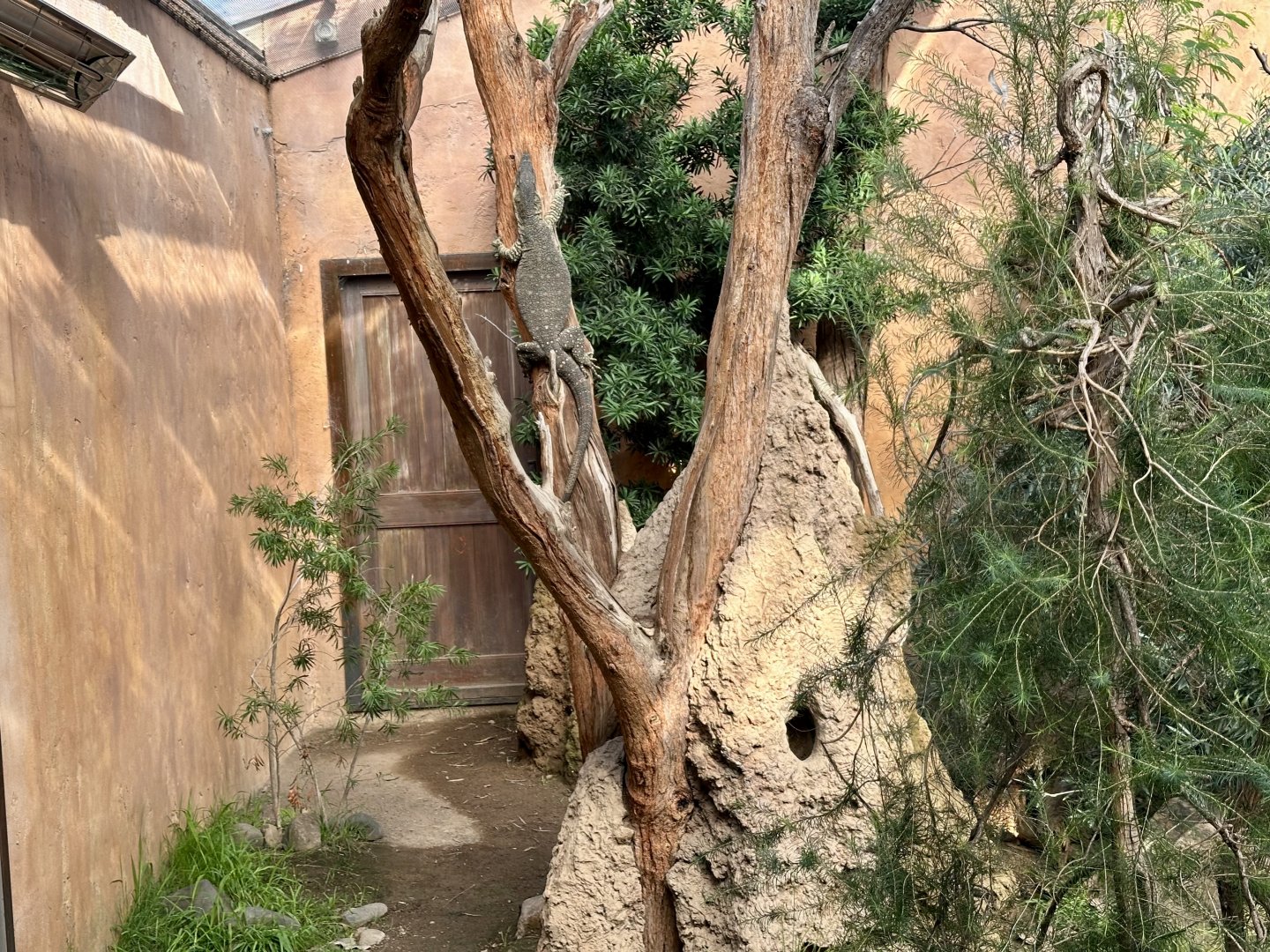 Lace Monitor Climbing Tree