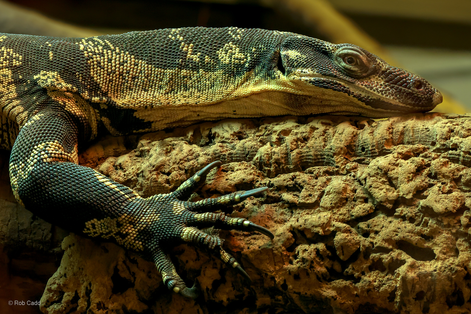 Lace monitor : Crocodiles of the World : 01 Jun 2024