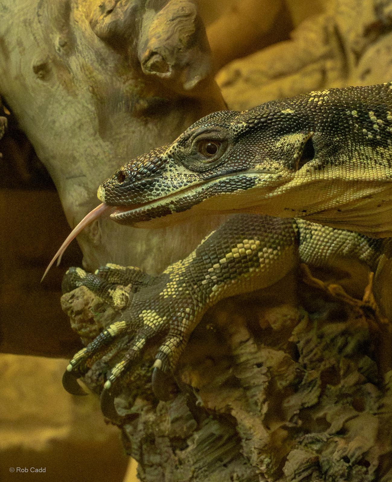 Lace monitor : Crocodiles of the World : 07 Jun 2024