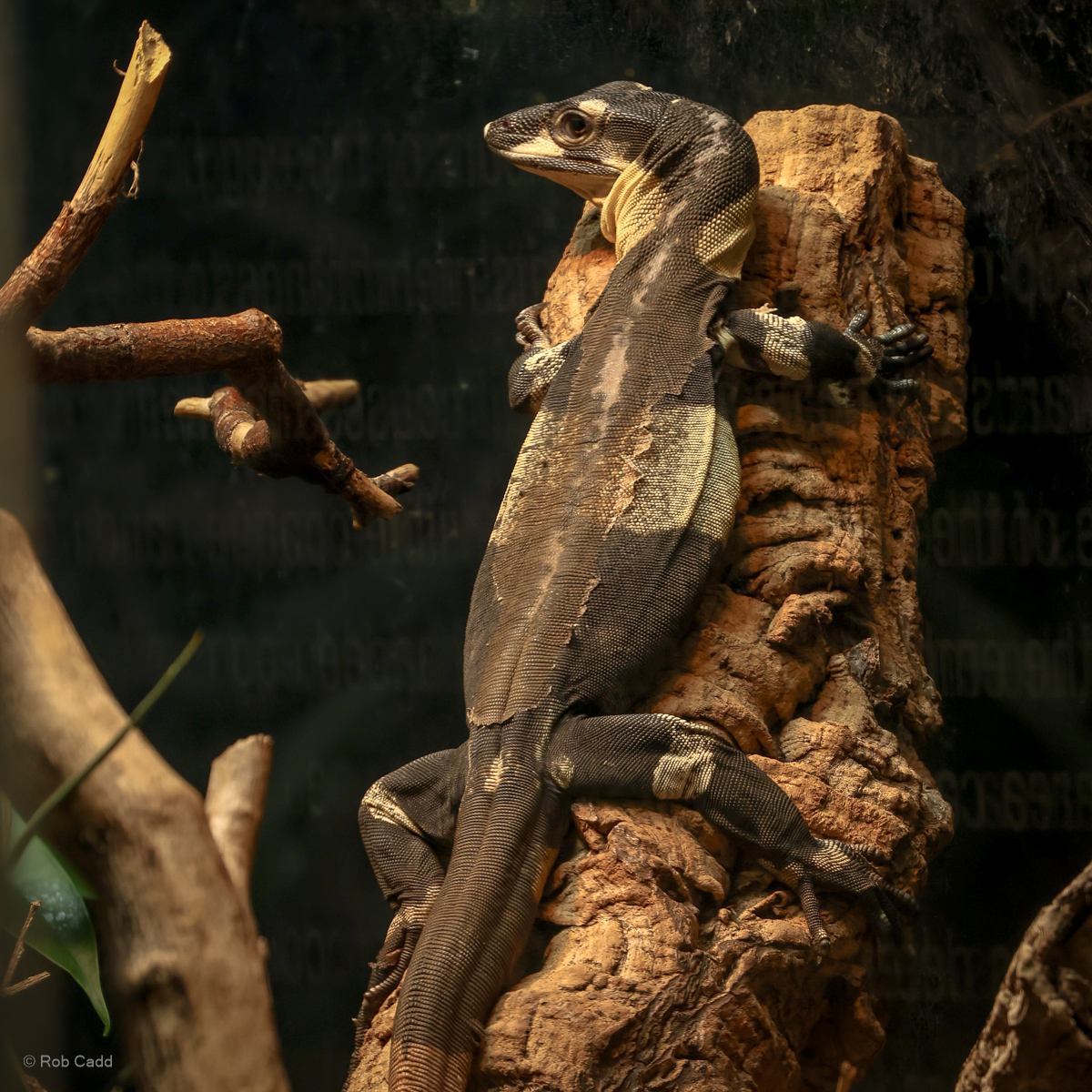 Lace monitor : Crocodiles of the World : 14 Sep 2025