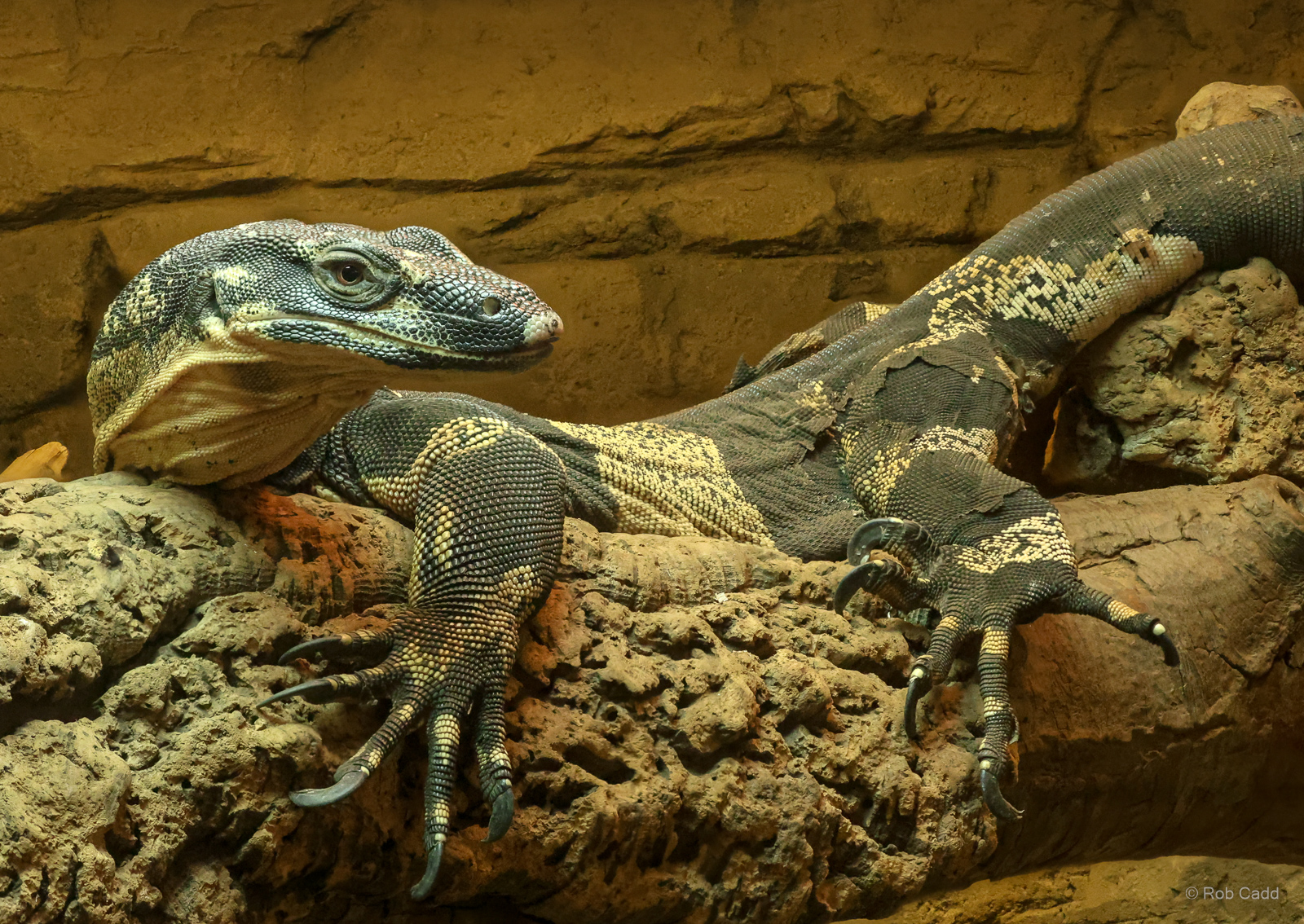 Lace monitor : Crocodiles of the World : 20 Jun 2024