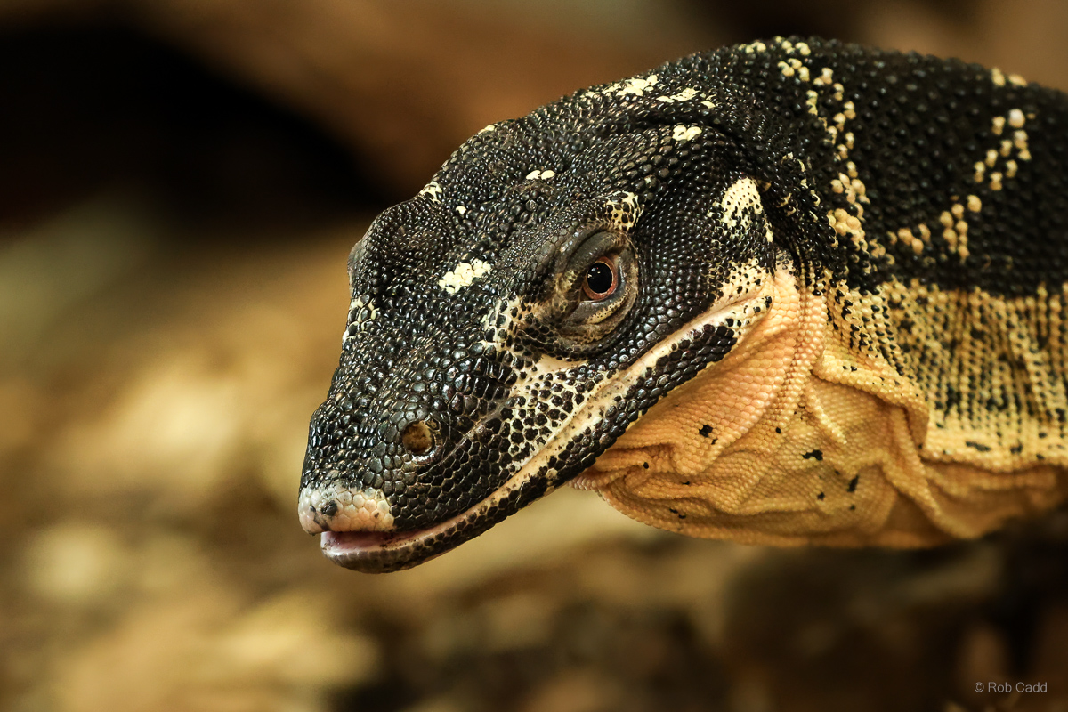 Lace monitor : Crocodiles of the World : 20 Jun 2025