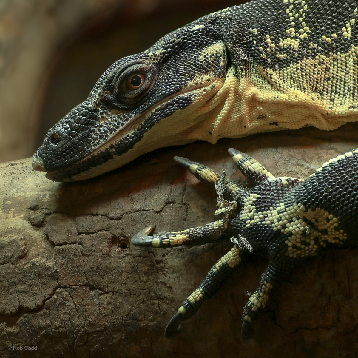 Lace monitor : Crocodiles of the World : 31 Jan 2025