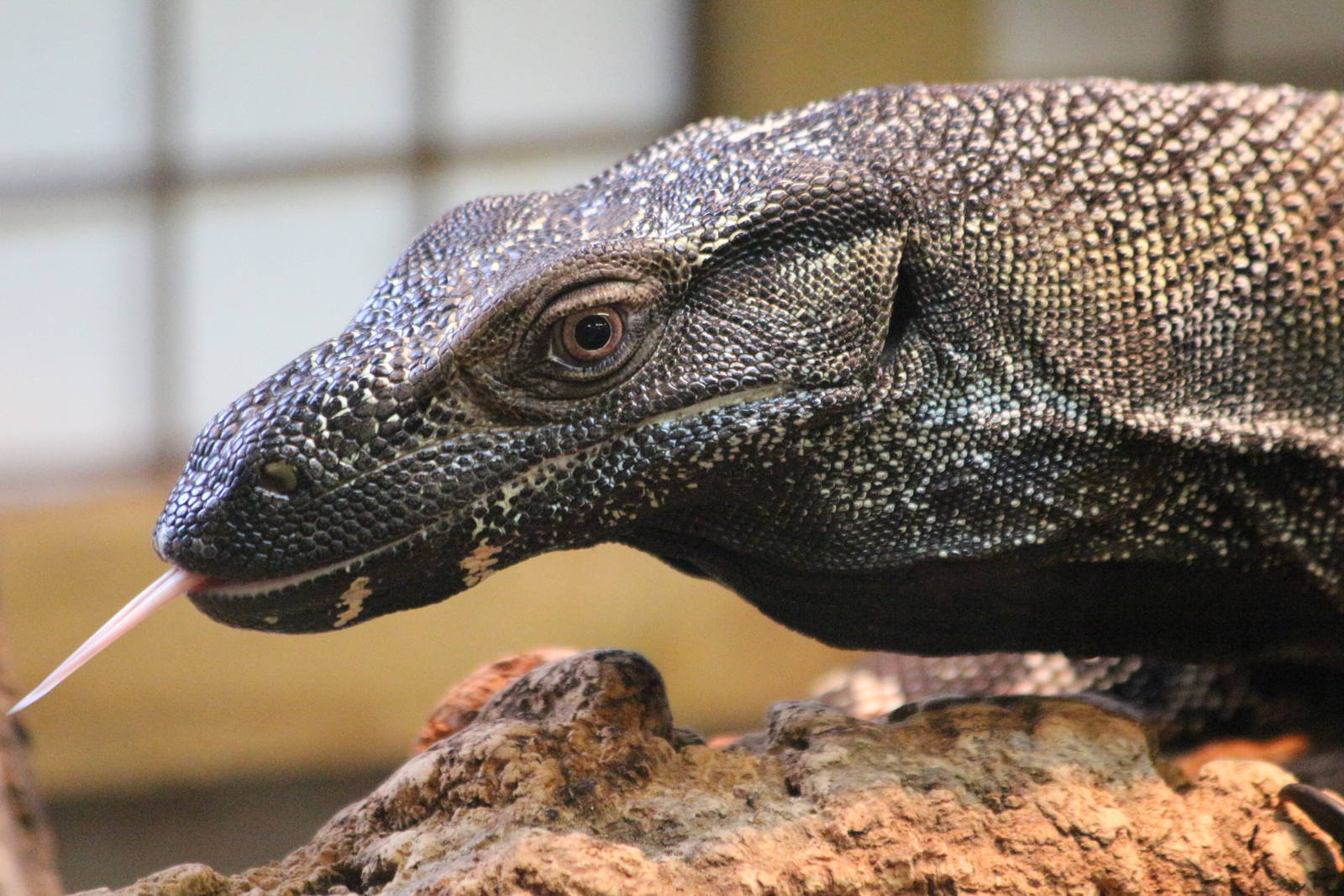 Lace Monitor @ Crocs of the World 23.09.2016