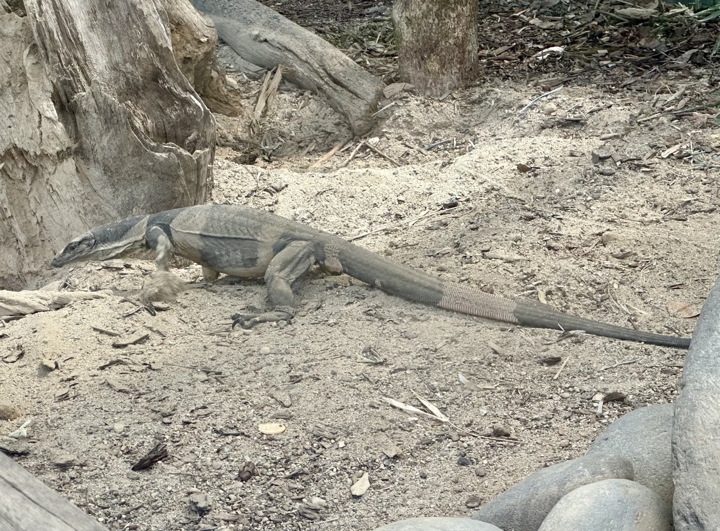 Lace Monitor (Digging)