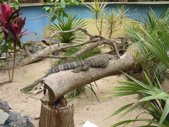 Lace Monitor Enclosure