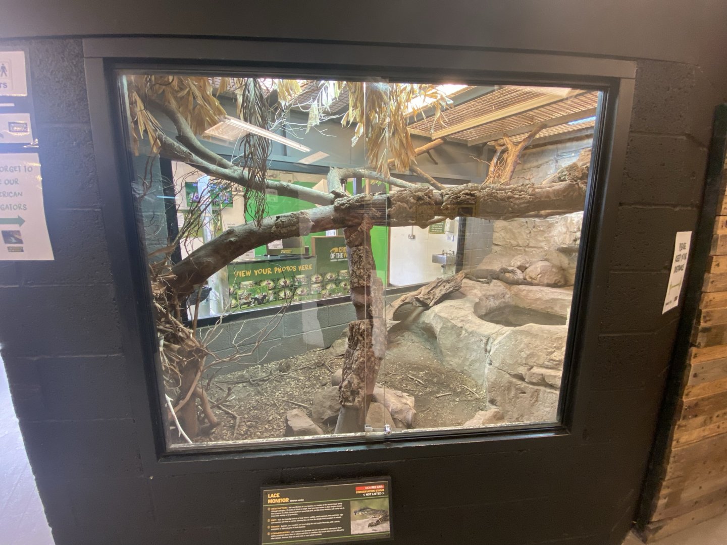 Lace monitor exhibit 020821