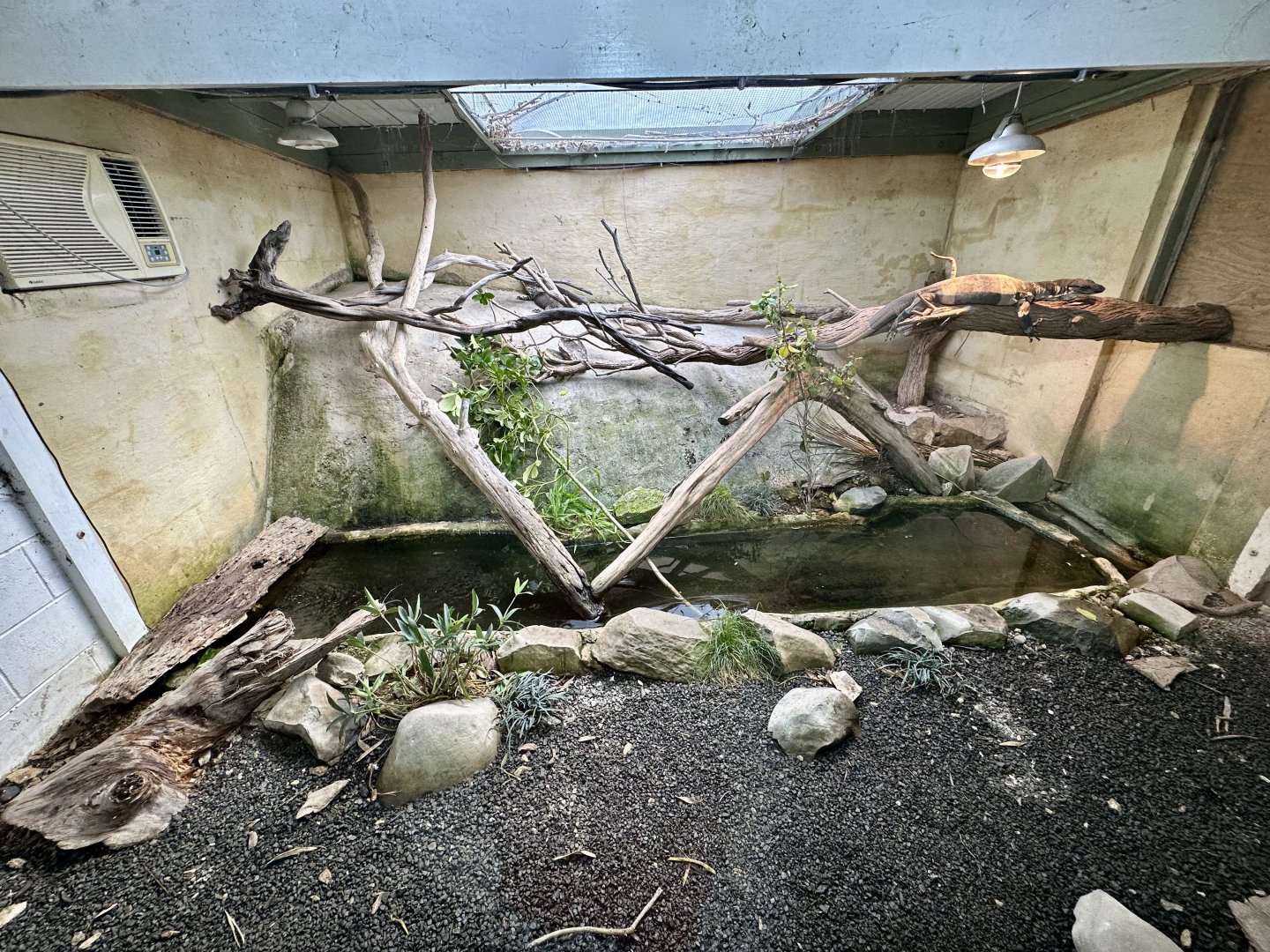 Lace Monitor Exhibit 1