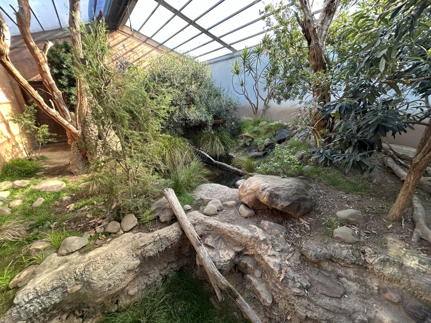 Lace Monitor Exhibit - Australian Bush Track