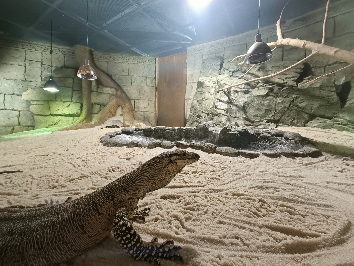 Lace monitor exhibit - Crocodile park Torremolinos