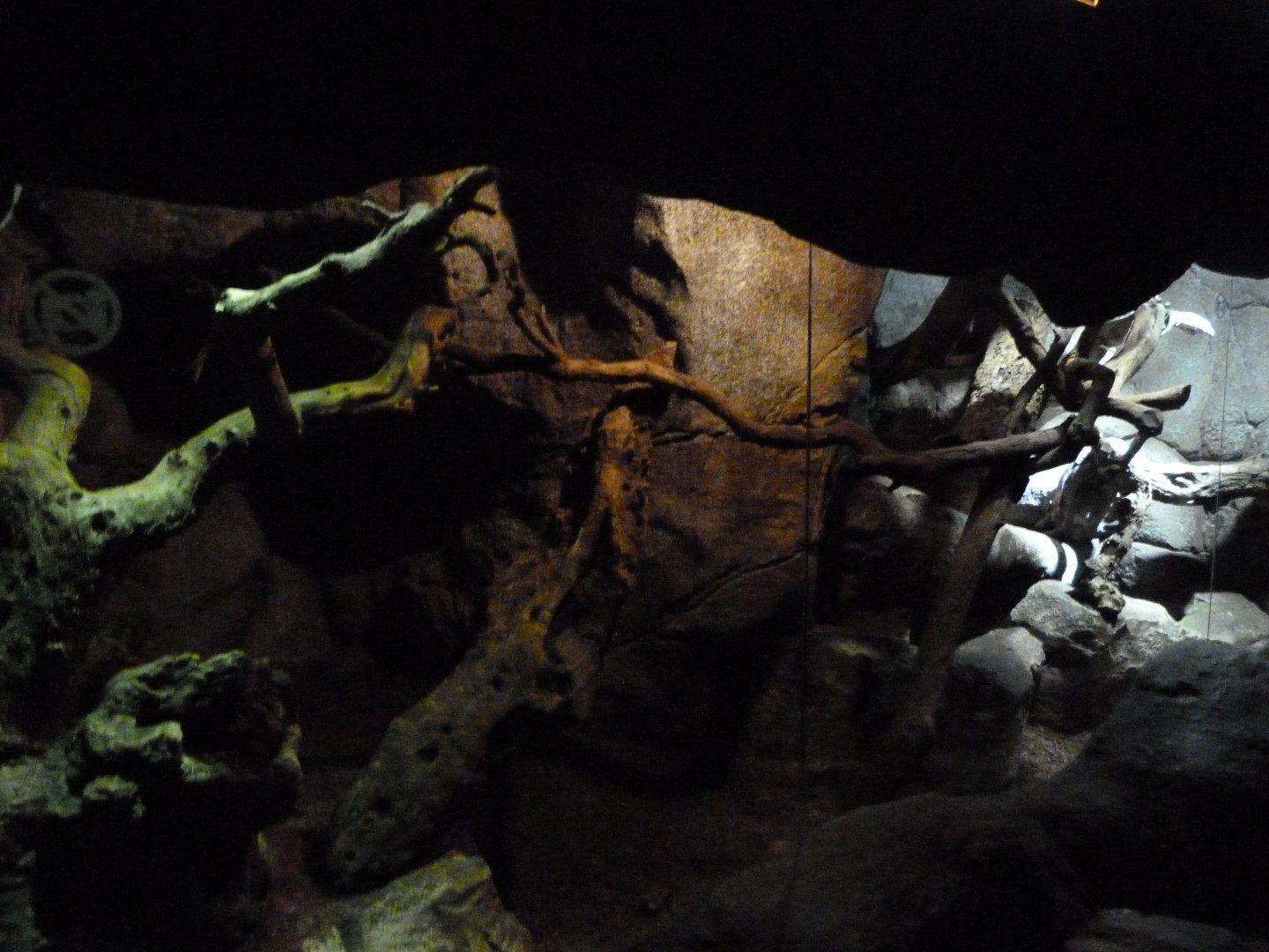 Lace monitor exhibit -Faunia (2025)