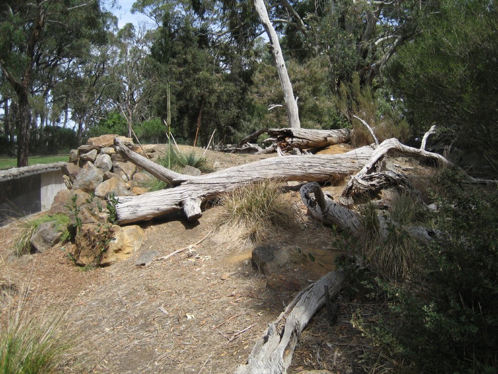 Lace Monitor exhibit