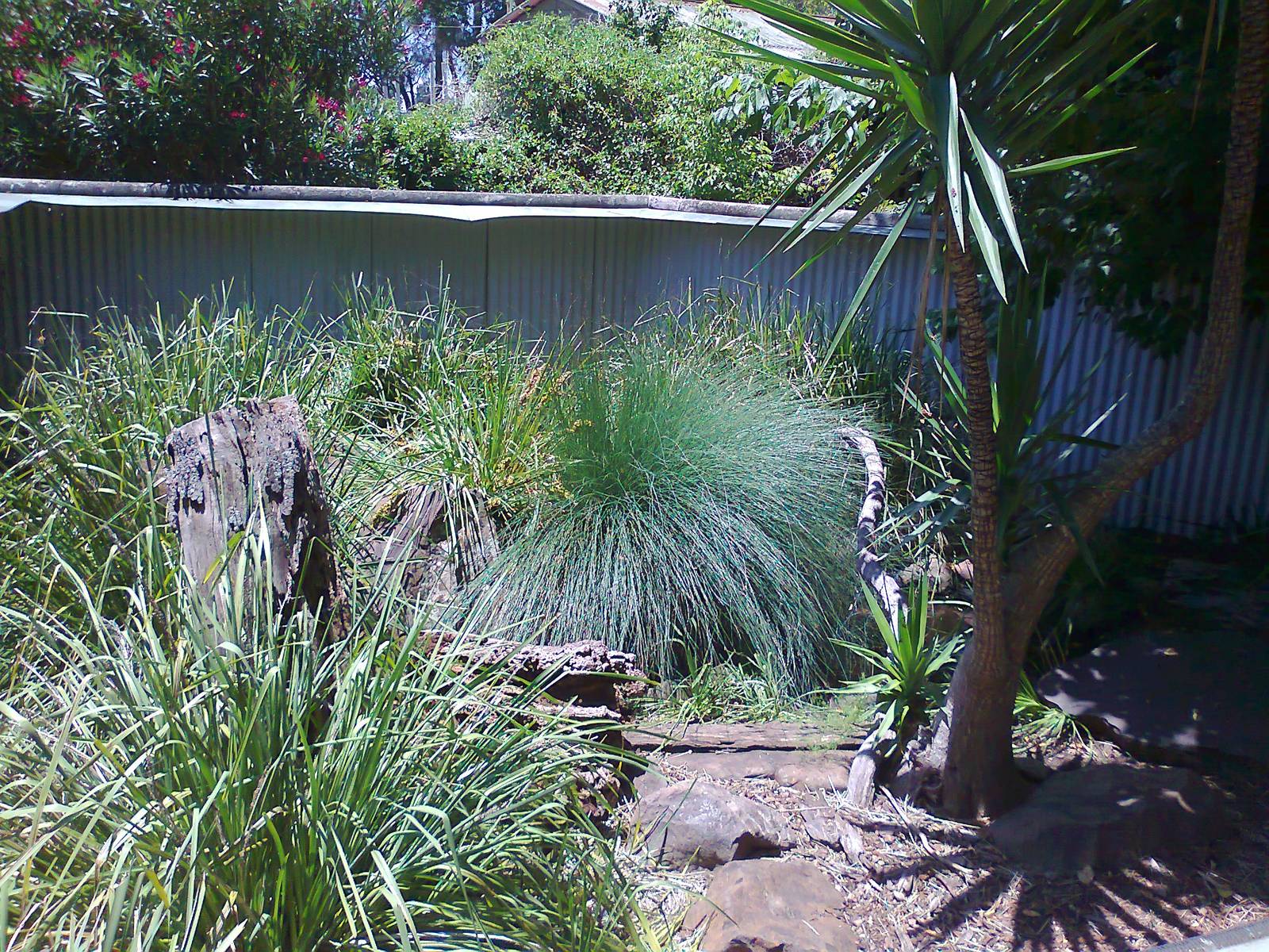 Lace Monitor exhibit