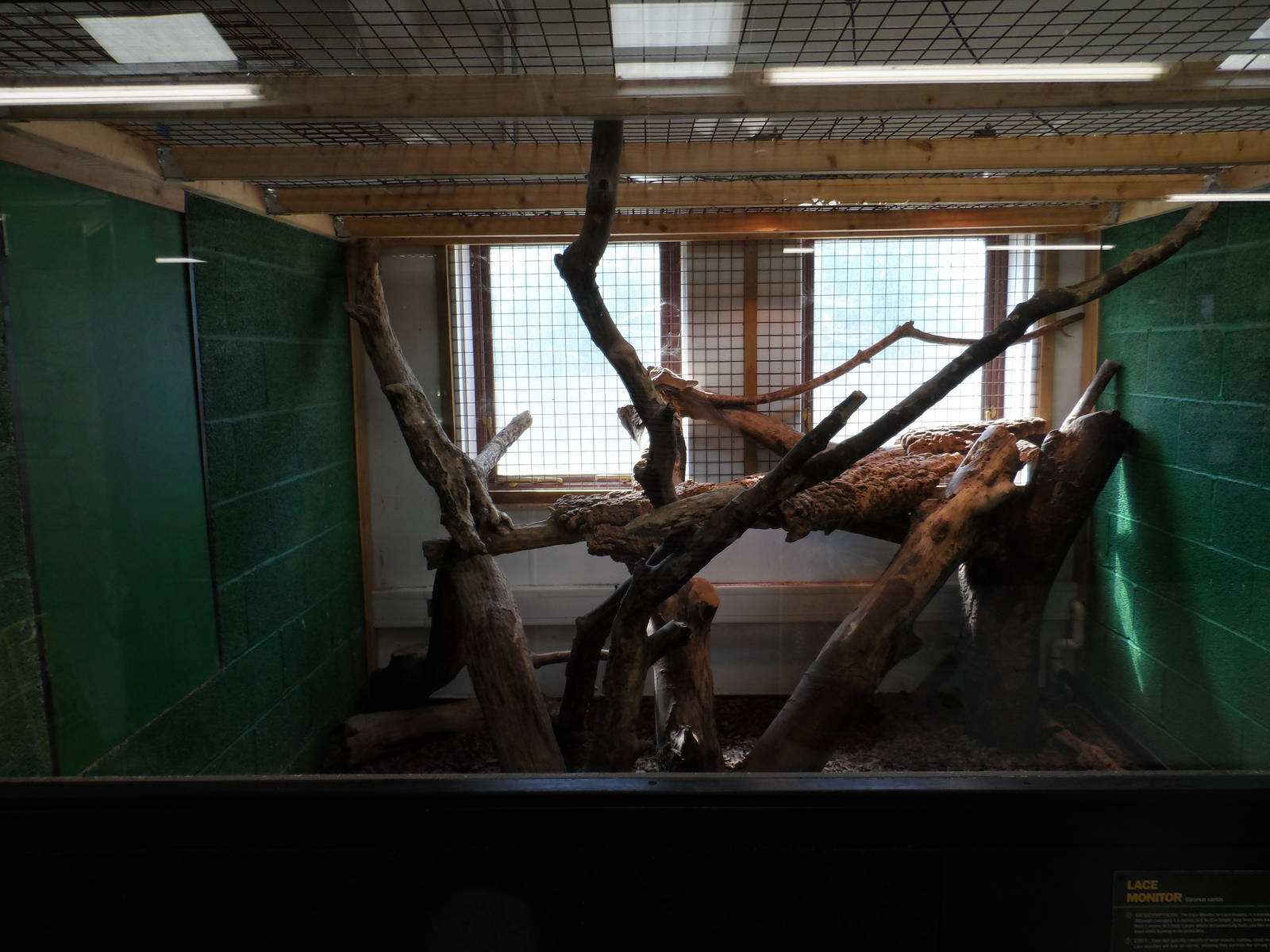 Lace Monitor Exhibit