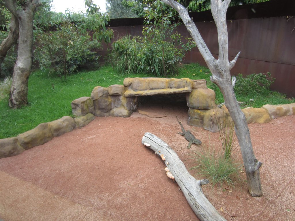 Lace Monitor exhibit