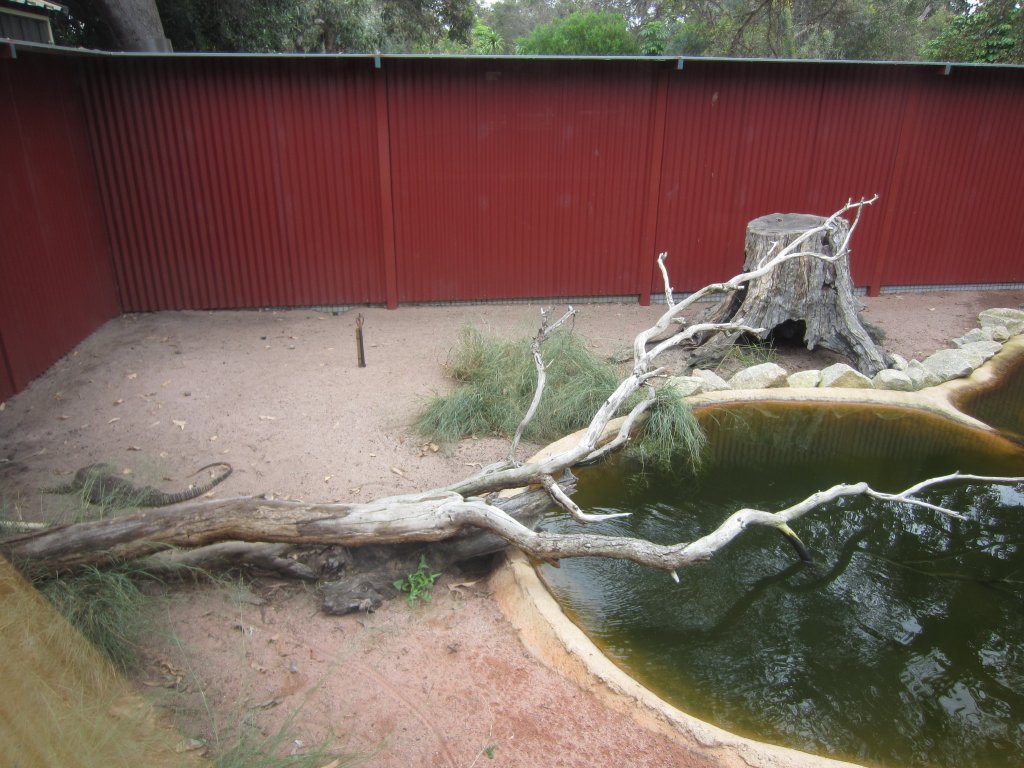 Lace Monitor exhibit
