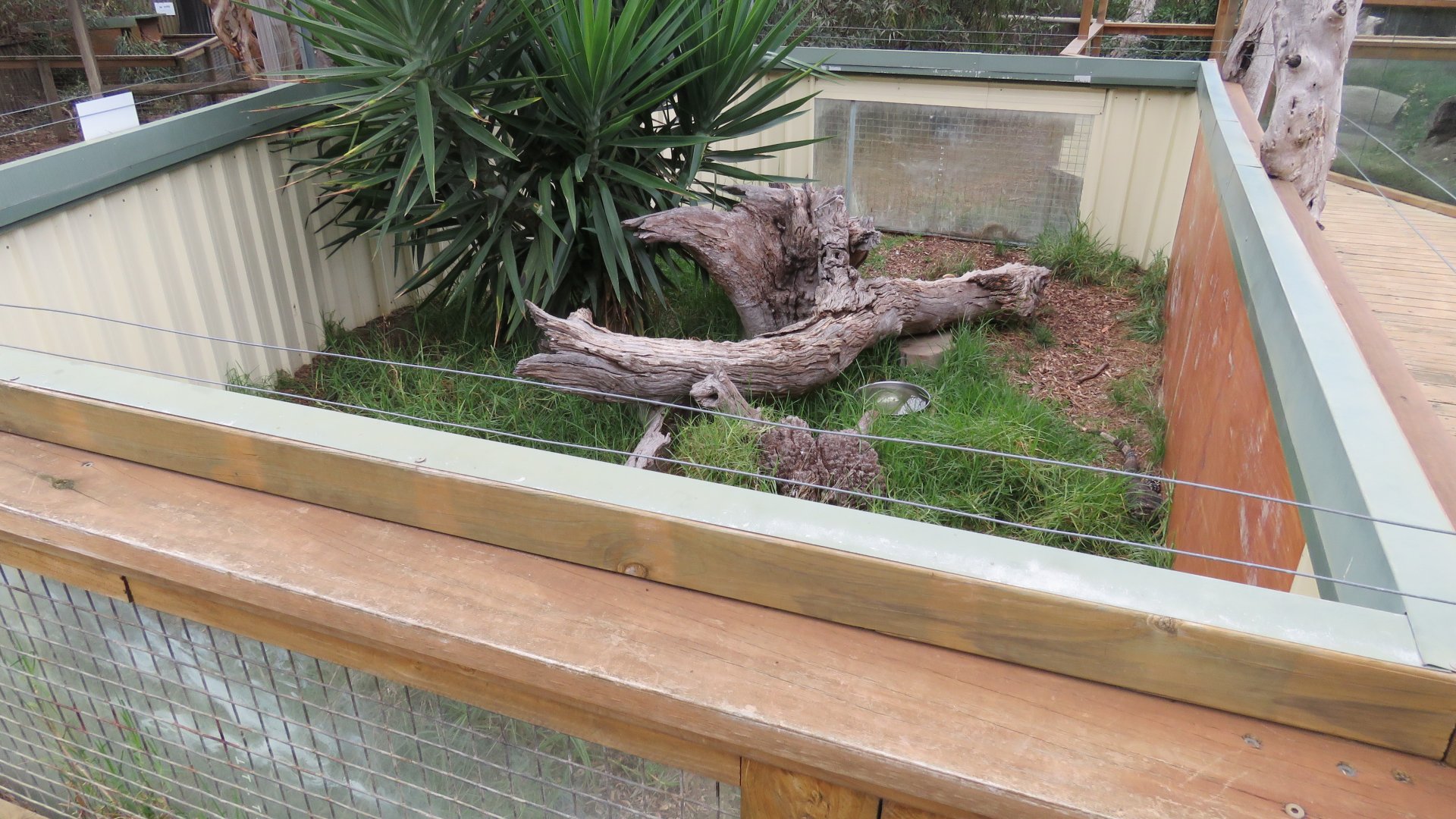 Lace Monitor Exhibit