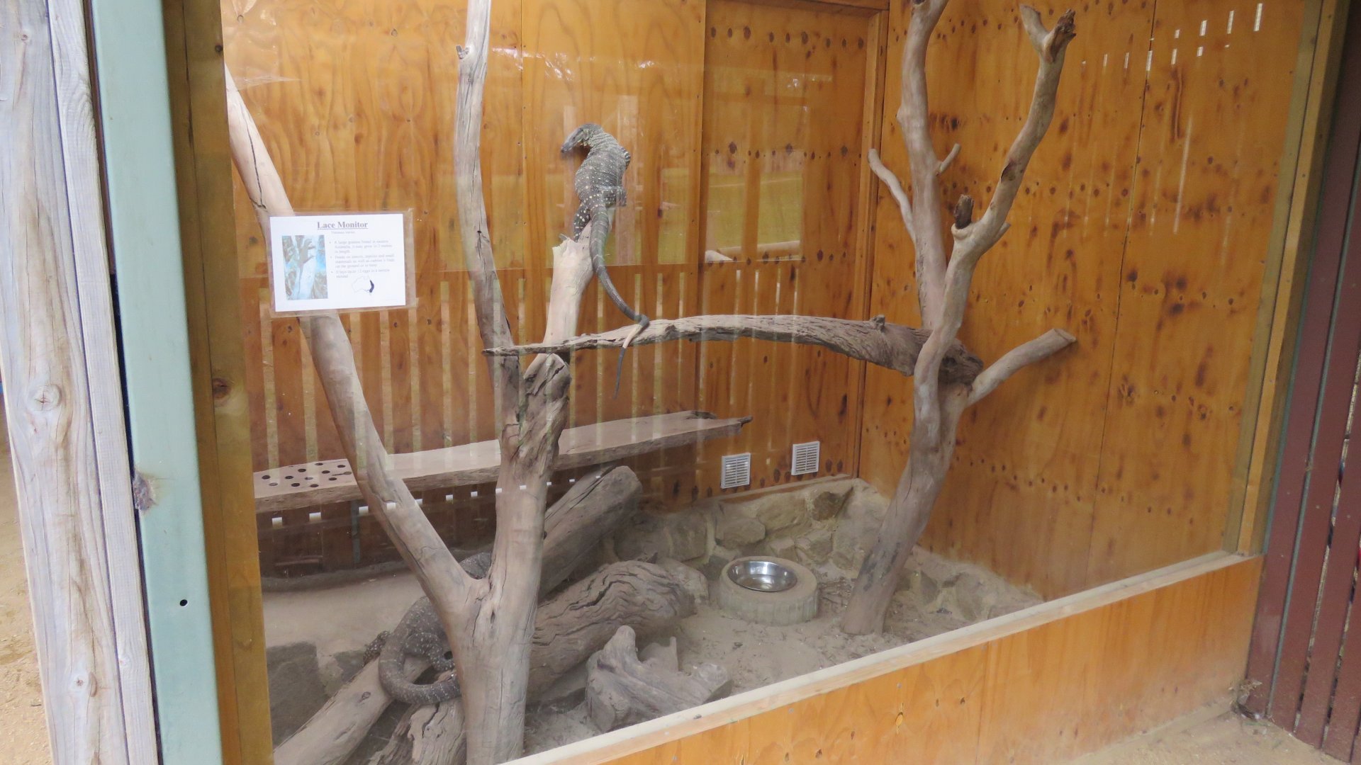 Lace Monitor Exhibit