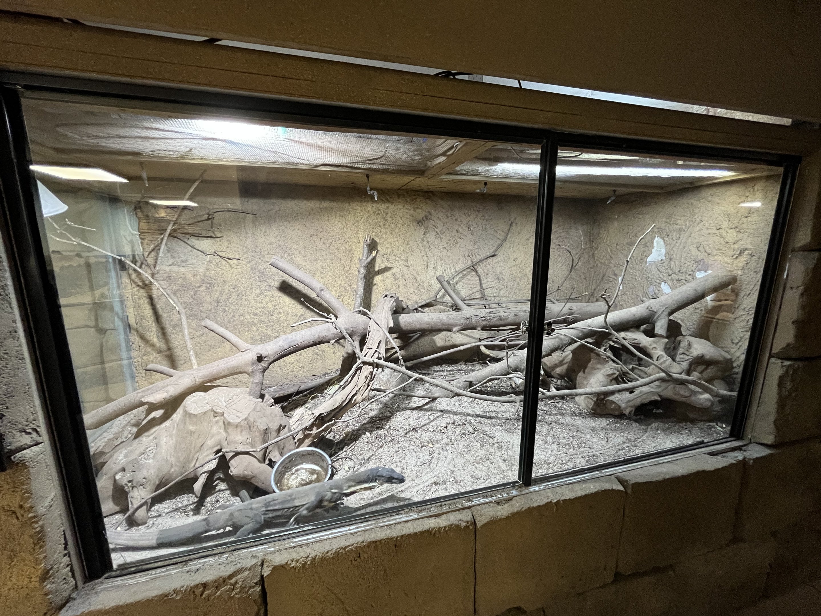 Lace Monitor Exhibit