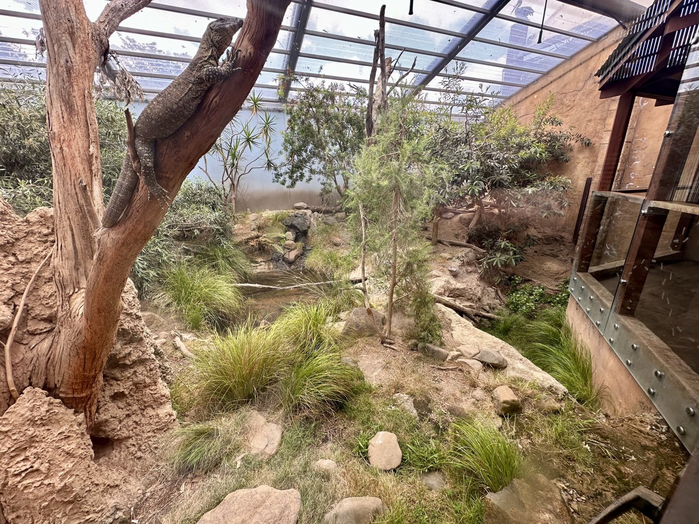 Lace Monitor Exhibit