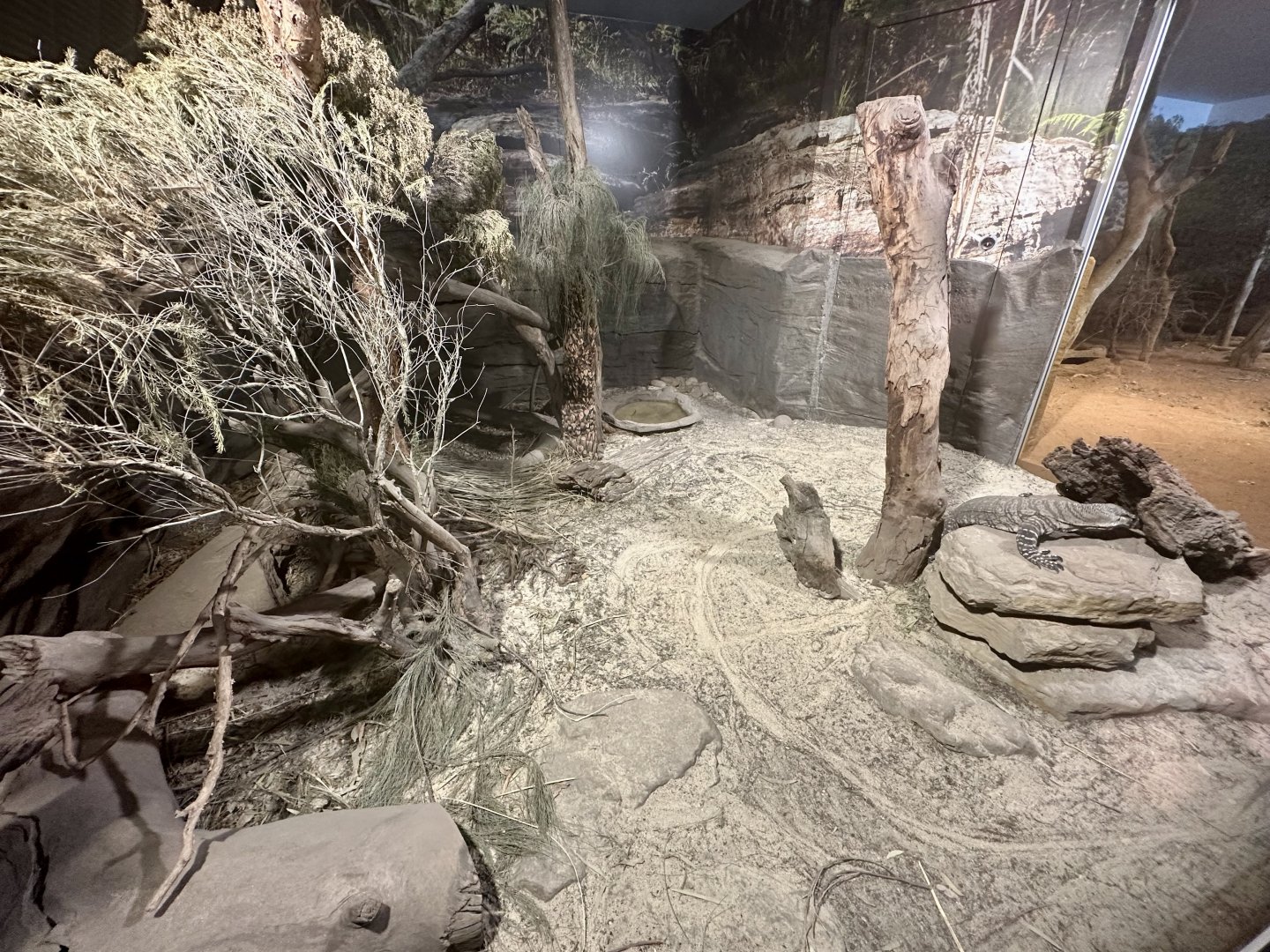 Lace Monitor Exhibit