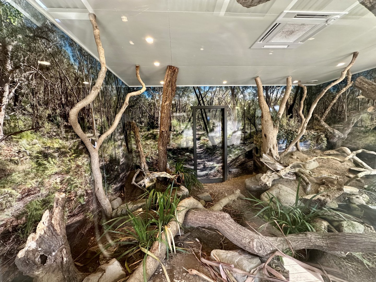 Lace Monitor Exhibit