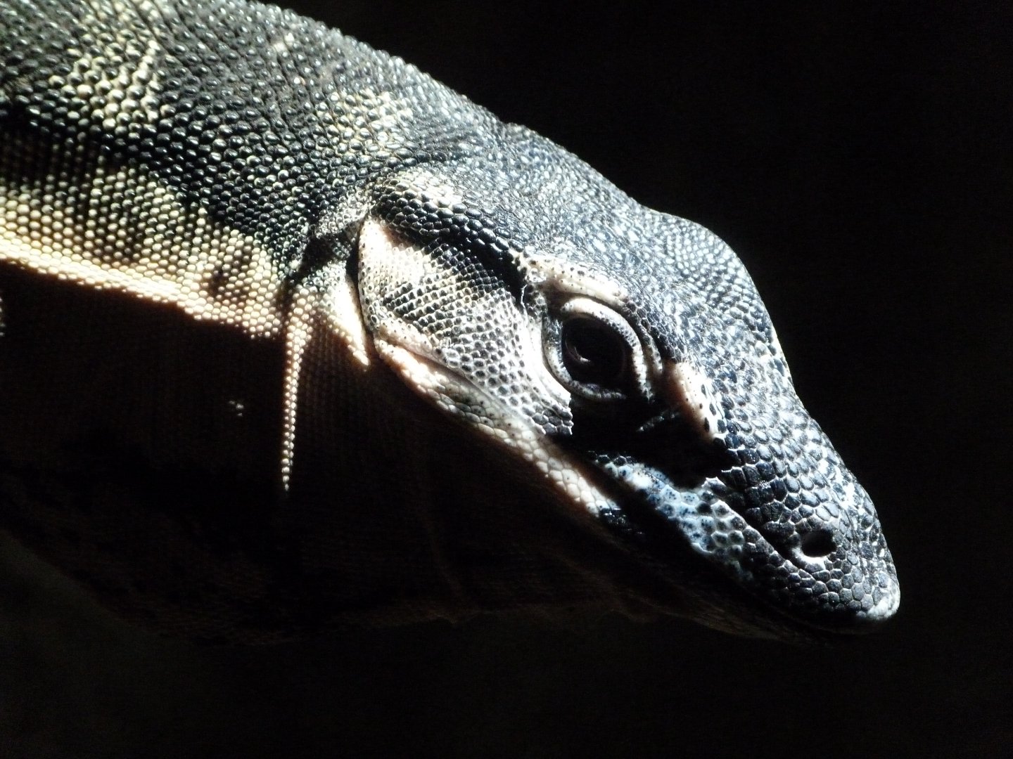 Lace monitor -Faunia (2025)