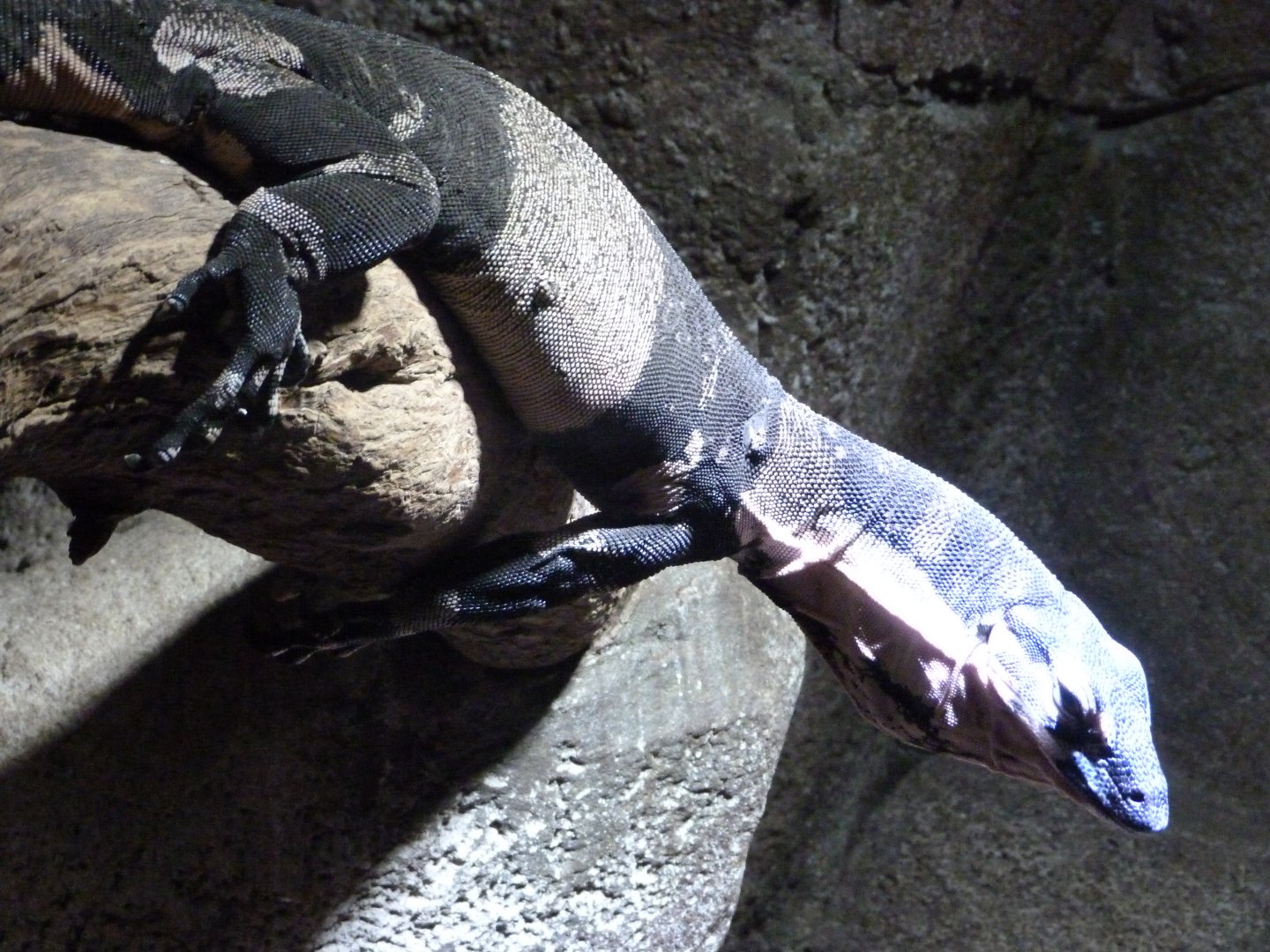 Lace monitor -Faunia (2025)