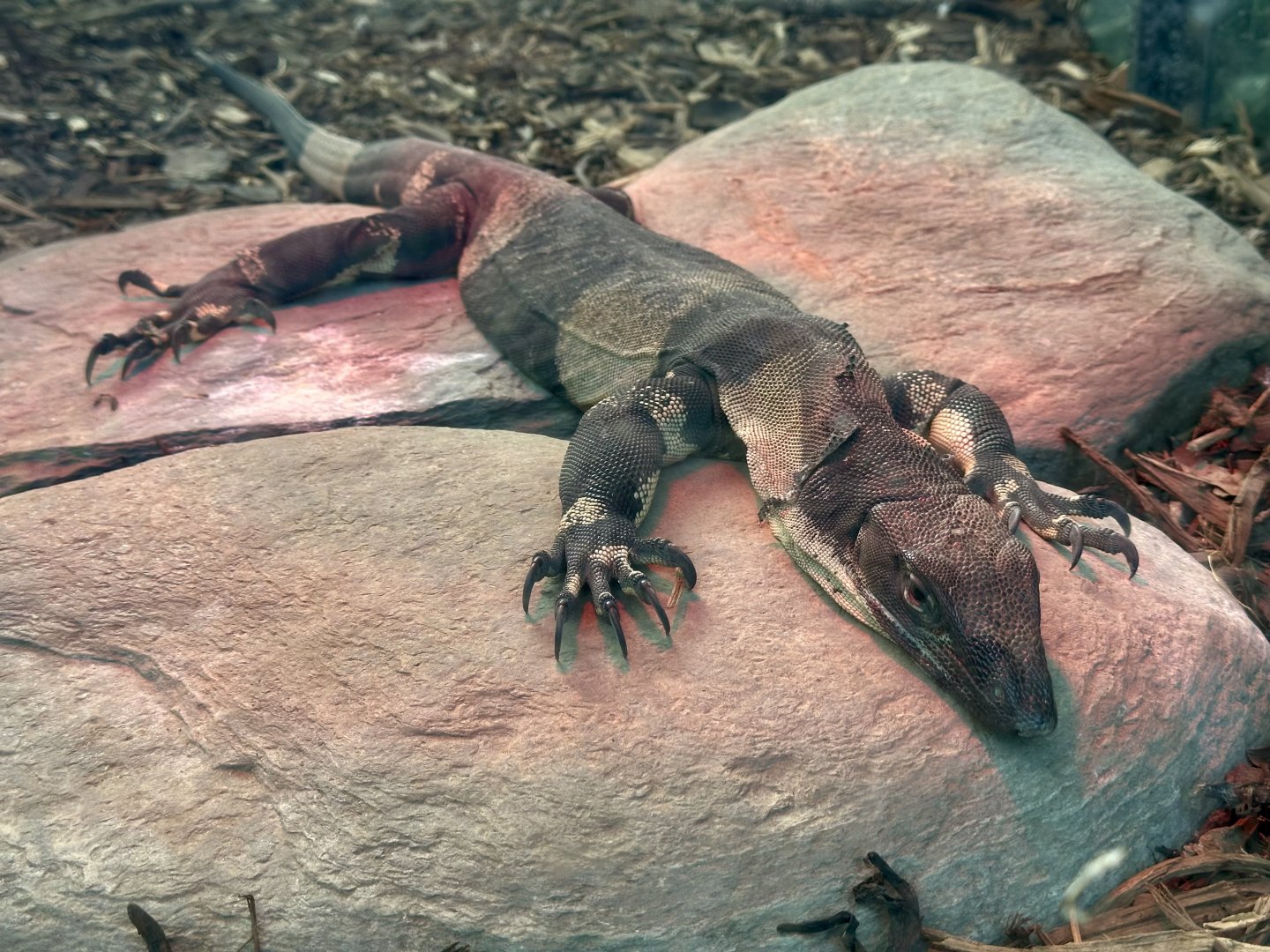 Lace Monitor (Female)