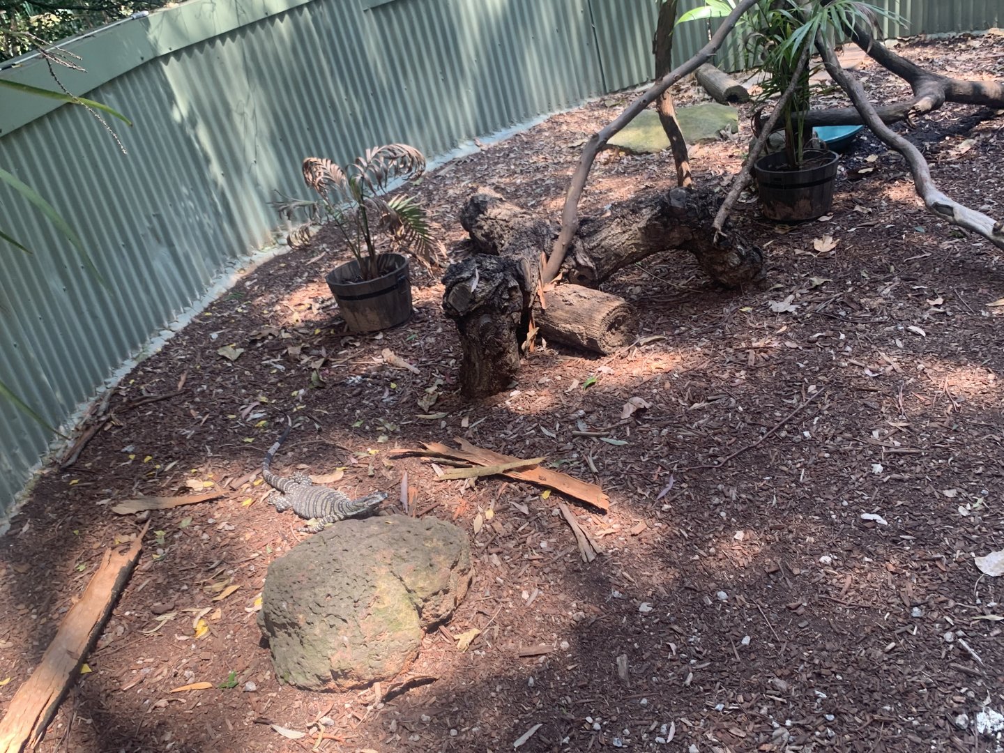 Lace Monitor in its exhibit