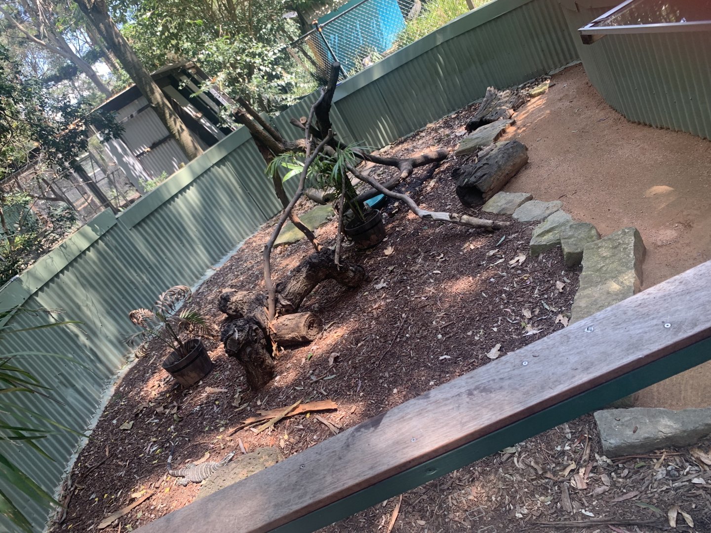 Lace Monitor in its exhibit