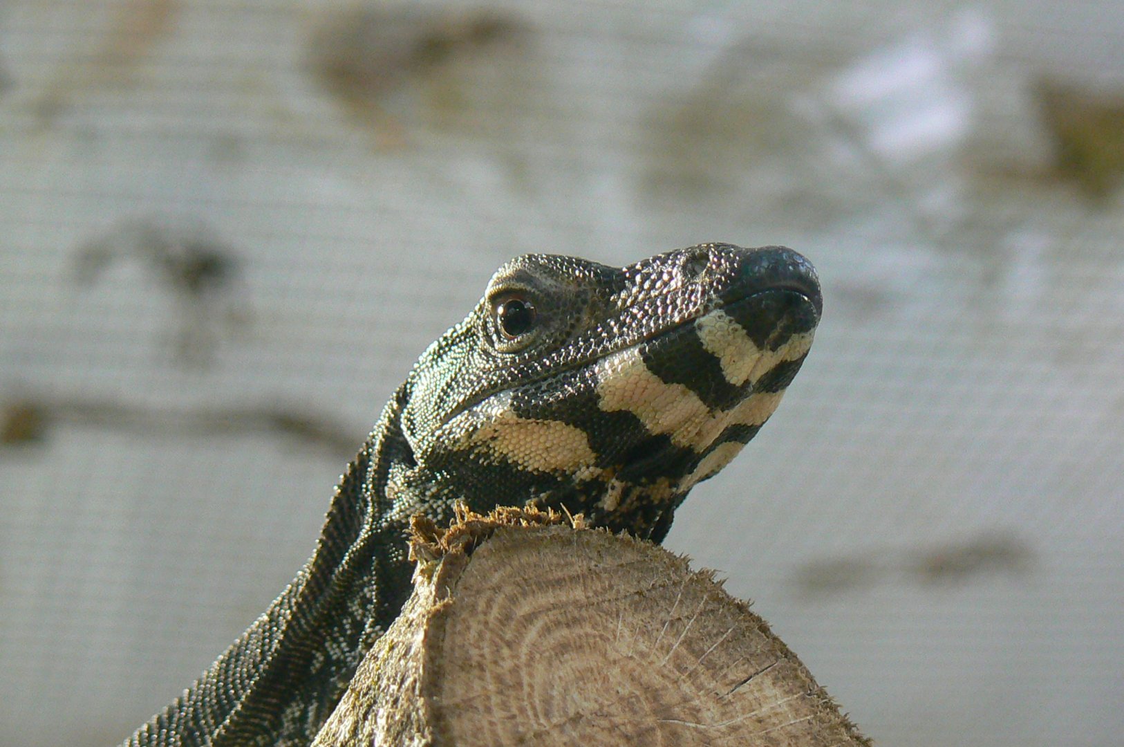 Lace monitor in the reptile house (there are at least 4 or 5)