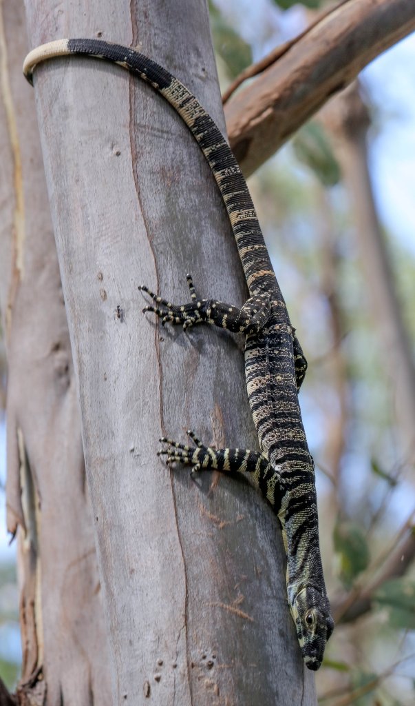 Lace Monitor juvenile
