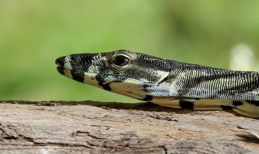 Lace Monitor juvenile