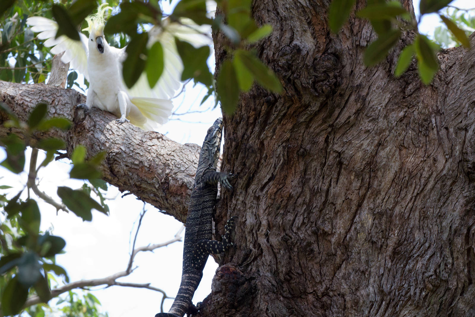 Lace Monitor looking for nests