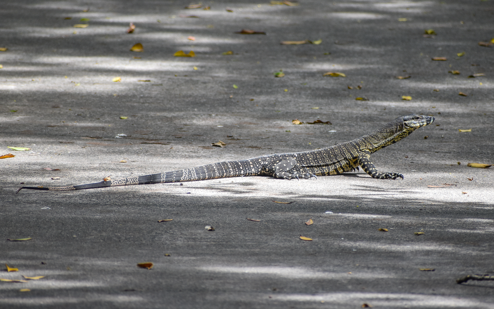 Lace Monitor on bike path