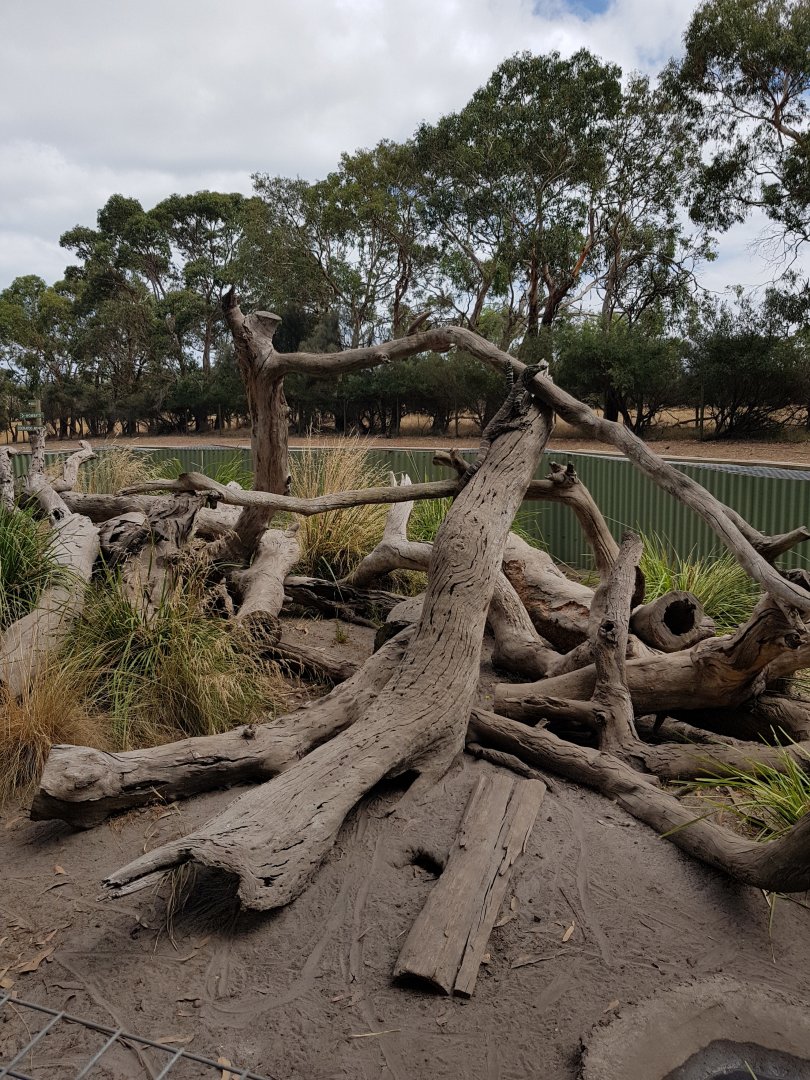 Lace Monitor - Phillip Island Wildlife Park