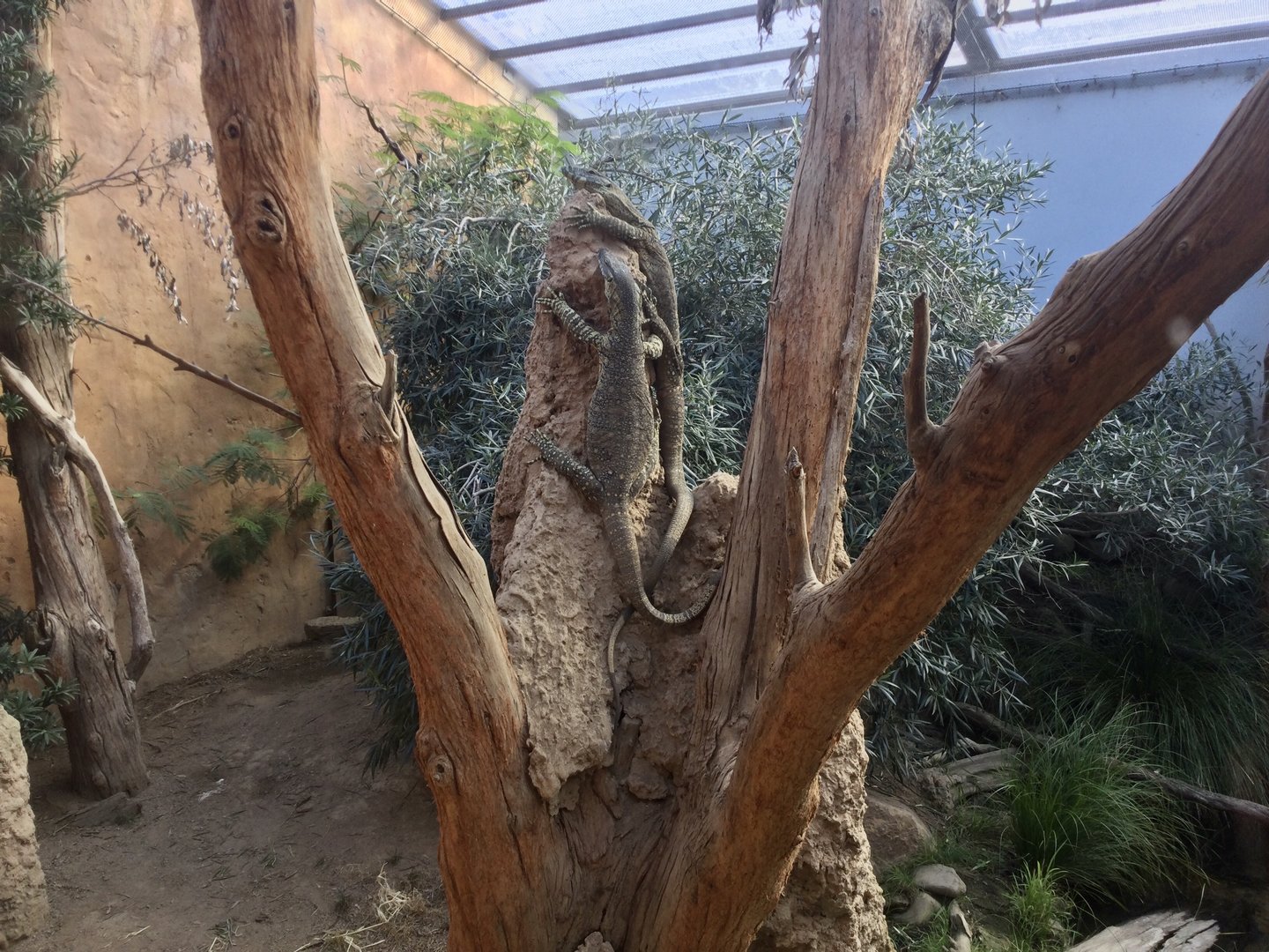 Lace monitor (Sarcophilus harrisii)