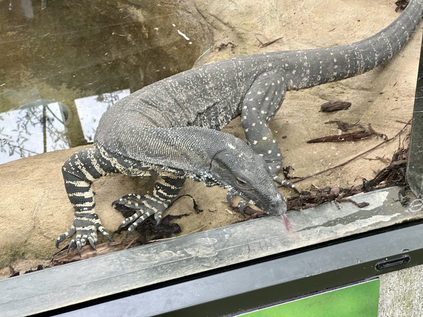 Lace Monitor (Tongue Out)