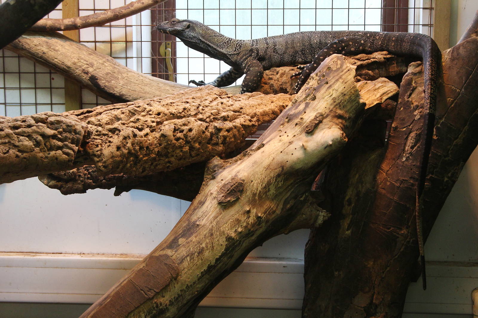Lace Monitor (Varanus pictus) May 2016
