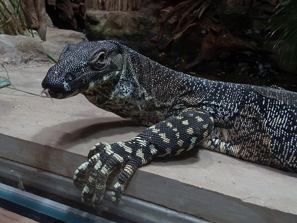 Lace monitor (Varanus varius) (07/22)