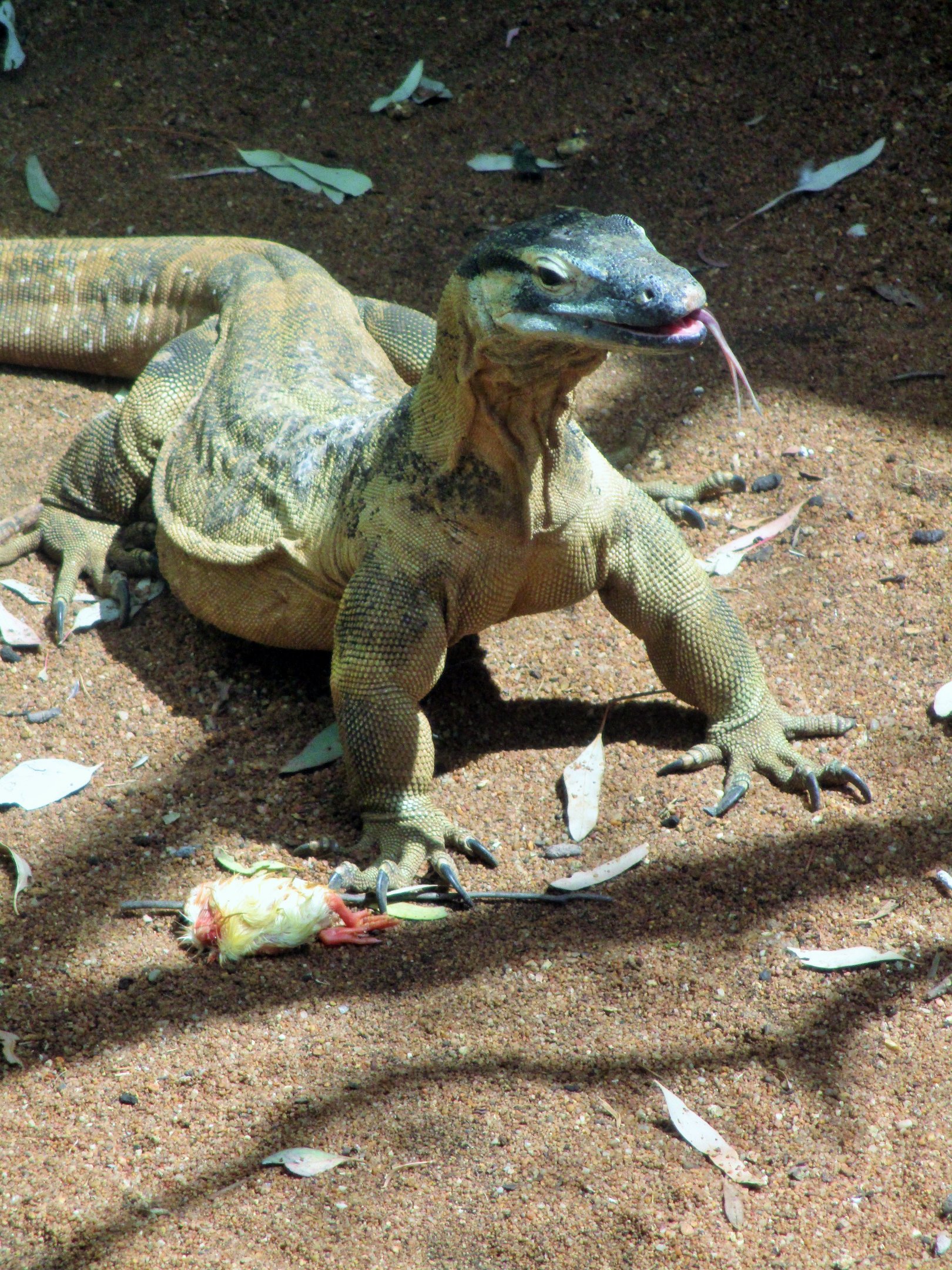 Lace Monitor (Varanus varius)- December 2017