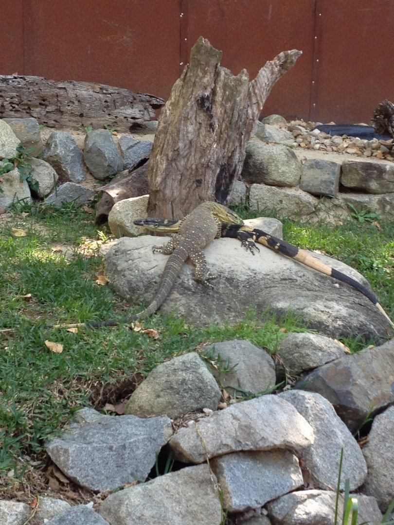 Lace Monitor (Varanus varius)