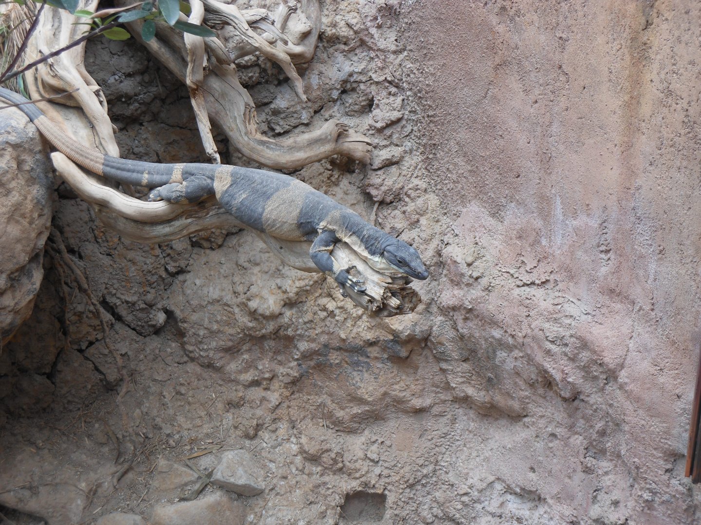 Lace Monitor (Varanus varius)