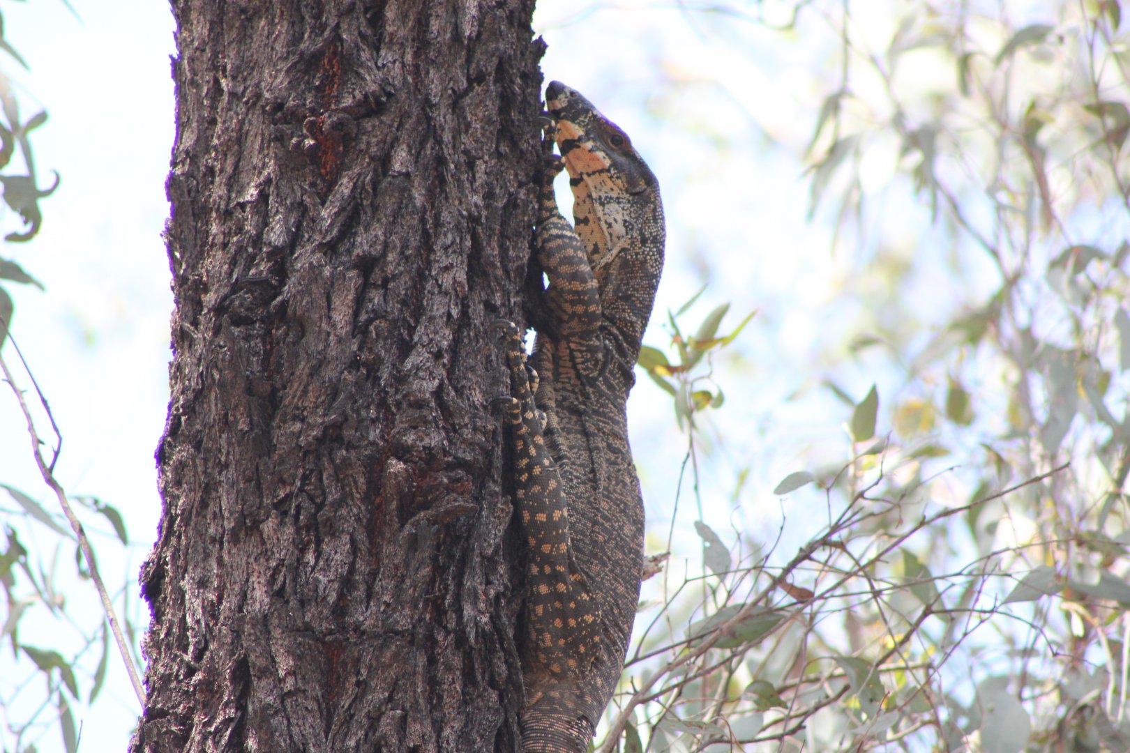 Lace Monitor (Varanus varius)