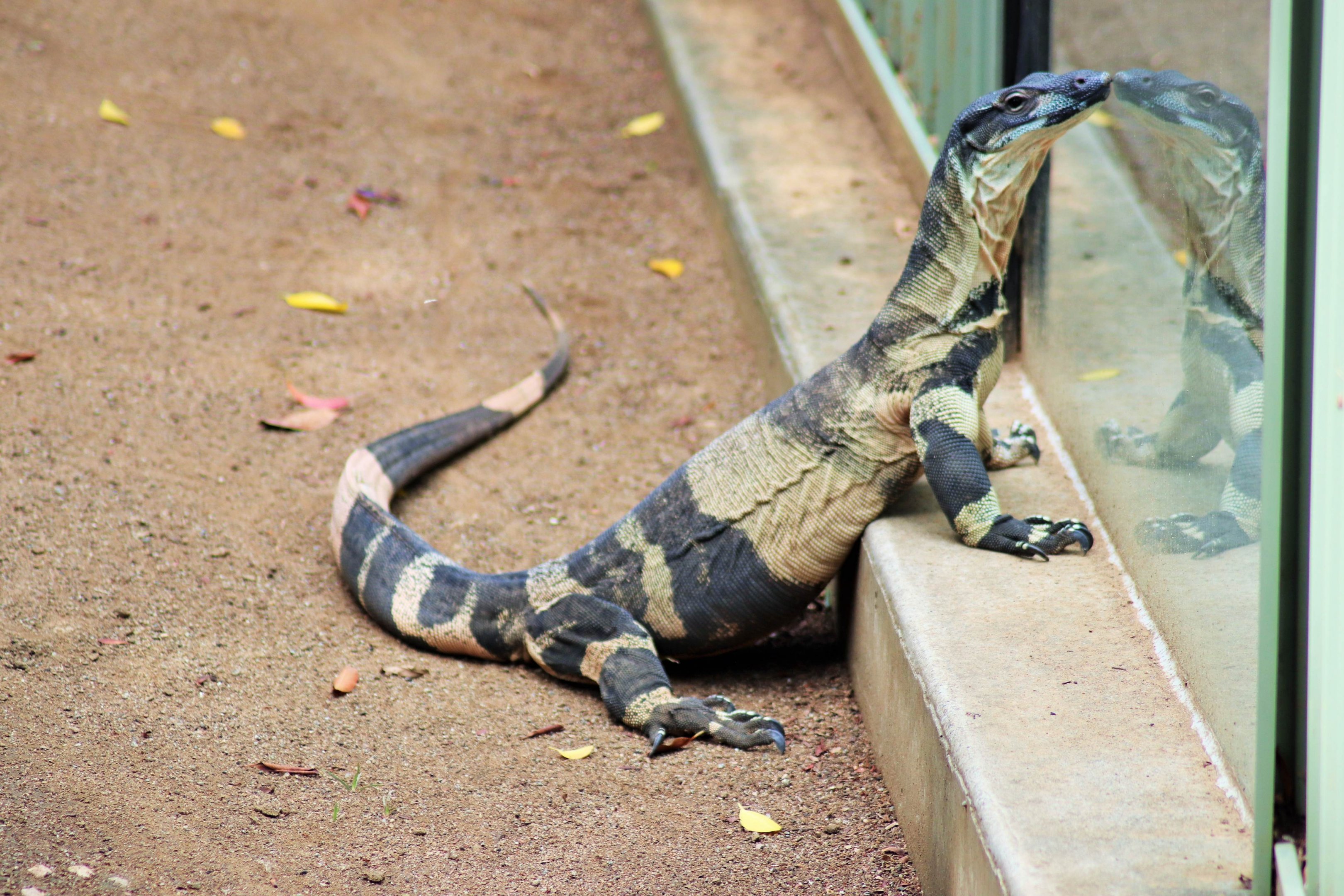 Lace Monitor (Varanus varius)