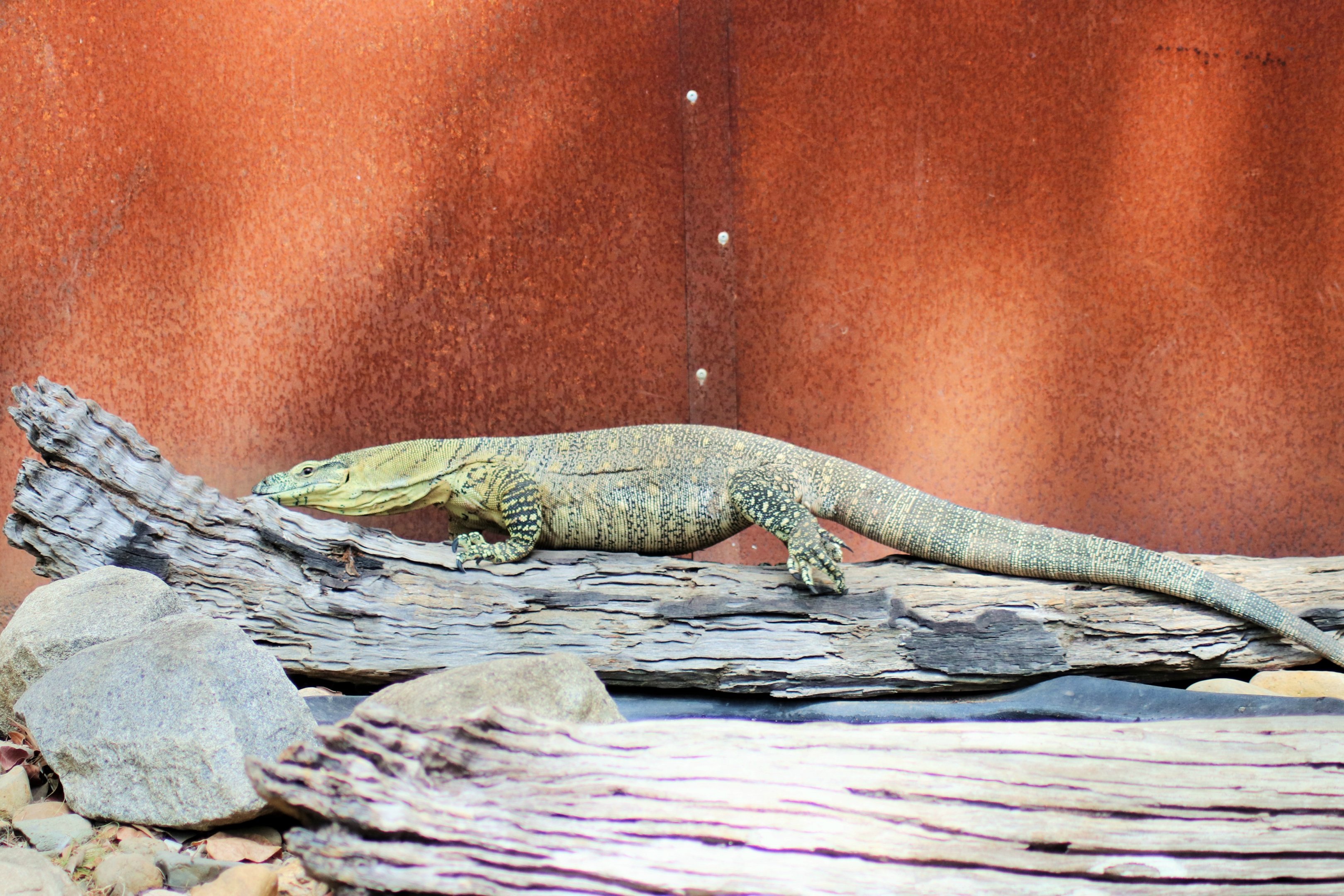Lace Monitor (Varanus varius)