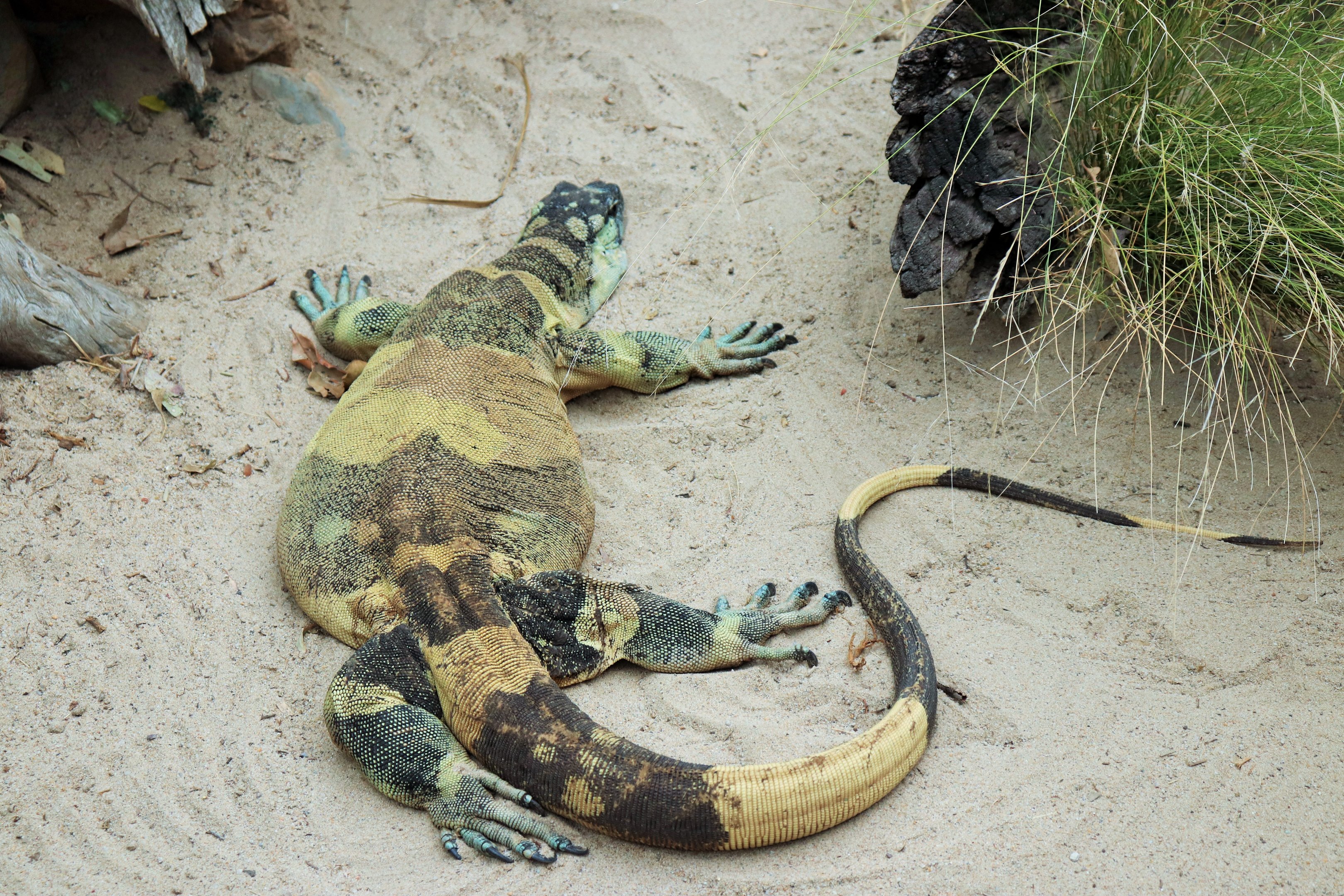 Lace Monitor (Varanus varius)