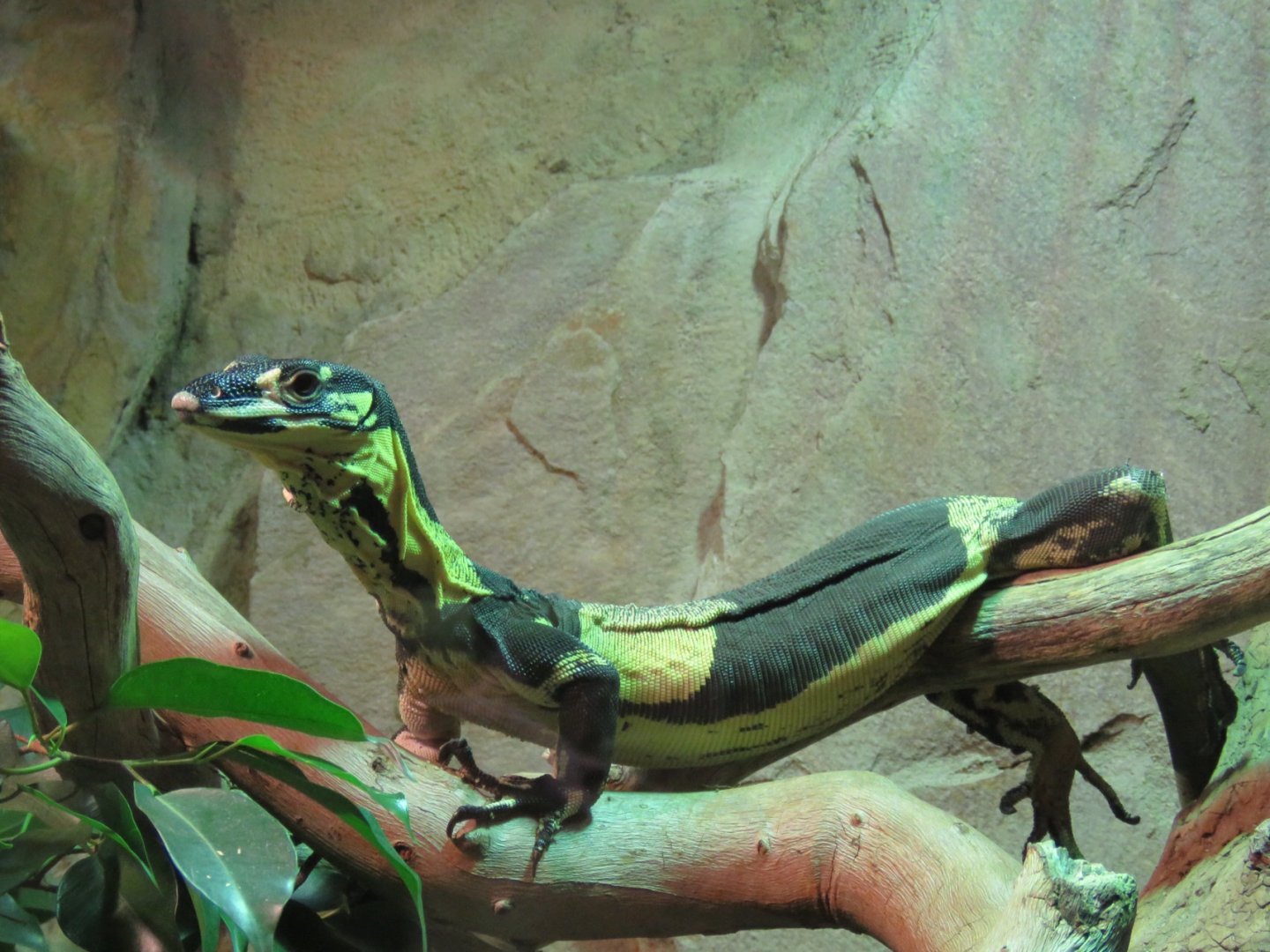 Lace Monitor (Varanus varius)