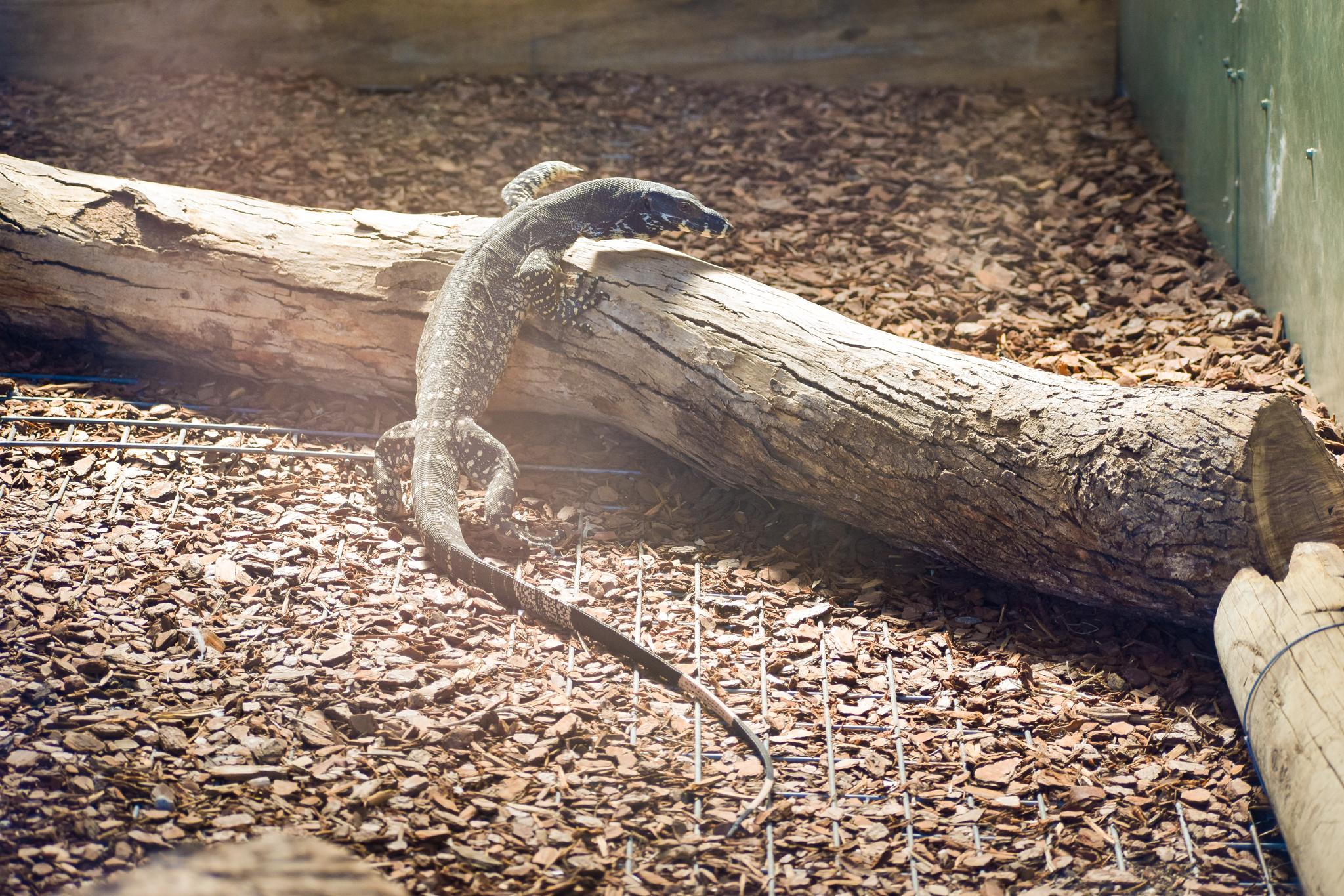Lace Monitor (Varanus varius)
